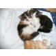 Perserkitten mit Näschen, Perser - Katze