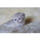 Perserkitten nit Näschen, Perser - Katze