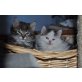 Persermischling - Kater