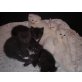 Persermischling - Katze