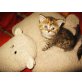 Persermischlinge  Mädchen sucht ein schönes z - Katze