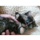 Persermischlingskätzchen, Perser/Hauskatze - Katze
