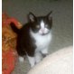 Persermix, Hauskatze - Katze
