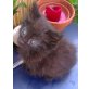 Persermix - Kater