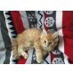 Persermix - Kater