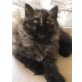 Persermix - Kater