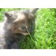 Persermix - Katze