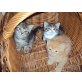 Persermix - Katze