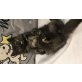 Persermix - Katze