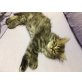 Persermix - Katze