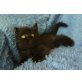 Persermixkätzchen - Kater