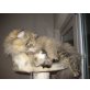 Persermixkatze - Katze