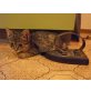 Persezs, EKH - Kater