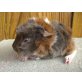 -, Peruaner - männlich