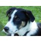 Perugia, Segugio  Hütehund Mix - Hündin