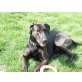 Peschvogel des Monats Juni : Spike, Dobermann/Labrador - Rüde