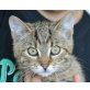 Peter, Europäische Kurzhaarkatze - Kater