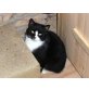 Peter, Hauskatzen - Kater