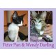 Peter Pan und Wendy Darling, Tierschutz - Katze
