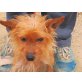 Peter,kleiner Herzensbrecher, Yorkshire Terrier - Rüde