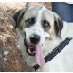 Petit, Leonberger Mix - Rüde