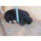 Petra, griechischer Mix - Hündin