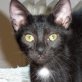 Petra, schwarz/weiße - Katze