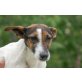 Petro, Pflegestelle Wien, menschenbezogener, verschmuster Jack Russell - Rüde