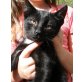 Petro (männl., ca. 8 Wochen)  - Kater