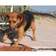 Petula, hat eine bewegende Geschichte, Schäferhund - Mix - Hündin