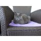 Petzi, Britisch Langhaar - Kater