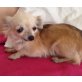 Petzi, Chihuahua langhaariger Schlag - Hündin