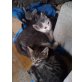 Petzi, Jerry, Franky u. Chanel, Hauskatzen - Kater