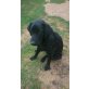 Pezi , Labrador und Labrador Mischling  - Rüde