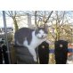 Pezi VERMISST !!!!!!!!!!!!!!, Kater vermisst seit 17.2. - Kater