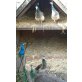 Pfau - weiblich