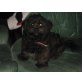 Pfiffi, Shihtzu-Pudel - Rüde