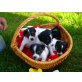 Pfiffige Jack Russell Welpen, Jack-Russell-Terrier Welpen - Hündin