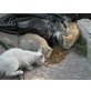 Pflegestellen, EKH - Kater