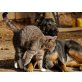 Pflegestellenaufruf, Pflegestellenaufruf - Katze