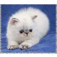 Phalkeans, Perser Colourpoint - Katze