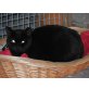 Phantomas, Europäische Kurzhaarkatze - Kater