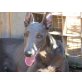 Pharo, Whippet Welpen - Rüde