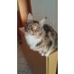Phienna, Maine Coon - Katze