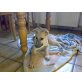 Phil, Collie-Schäferhund Mix Welpen - Rüde
