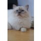 Phil & Copito, Heilige Birma - Kater