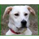 Philine, Labrador-Mix - Hündin
