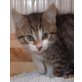 Phillip, Kurzhaar und Tigerkatze - Kater