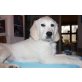 Phoebe, Golden Retriever Welpen - Hündin