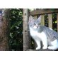 Phoebe, Handaufzucht - Katze